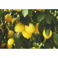 Good Quality Cheap Price Fresh Citrus Fruit Organic Yellow Lemon with Low Price